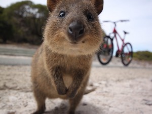 5.Quokka