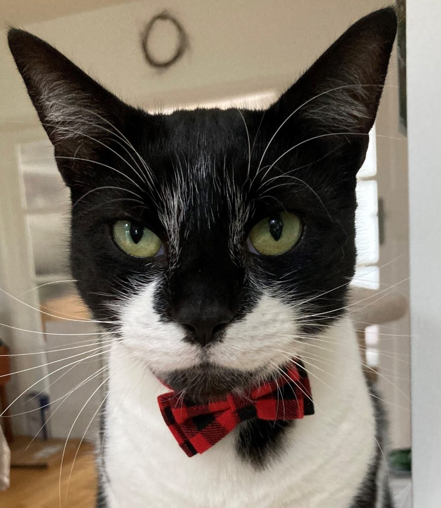 Black and white cat wearing a tartan bow-tie and looking sternly into the camera.