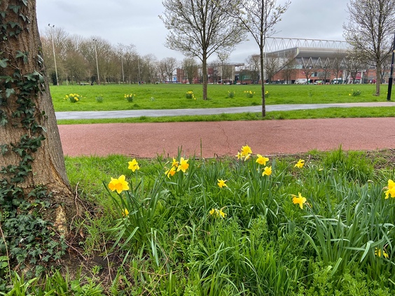 A tree and a bunch of yellow daffodils