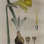 Botanical Illustrations are not only pretty – they remain relevant today