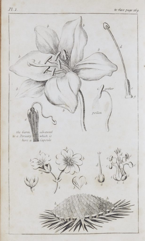 Black and white line drawing of a flower and its botanical parts.