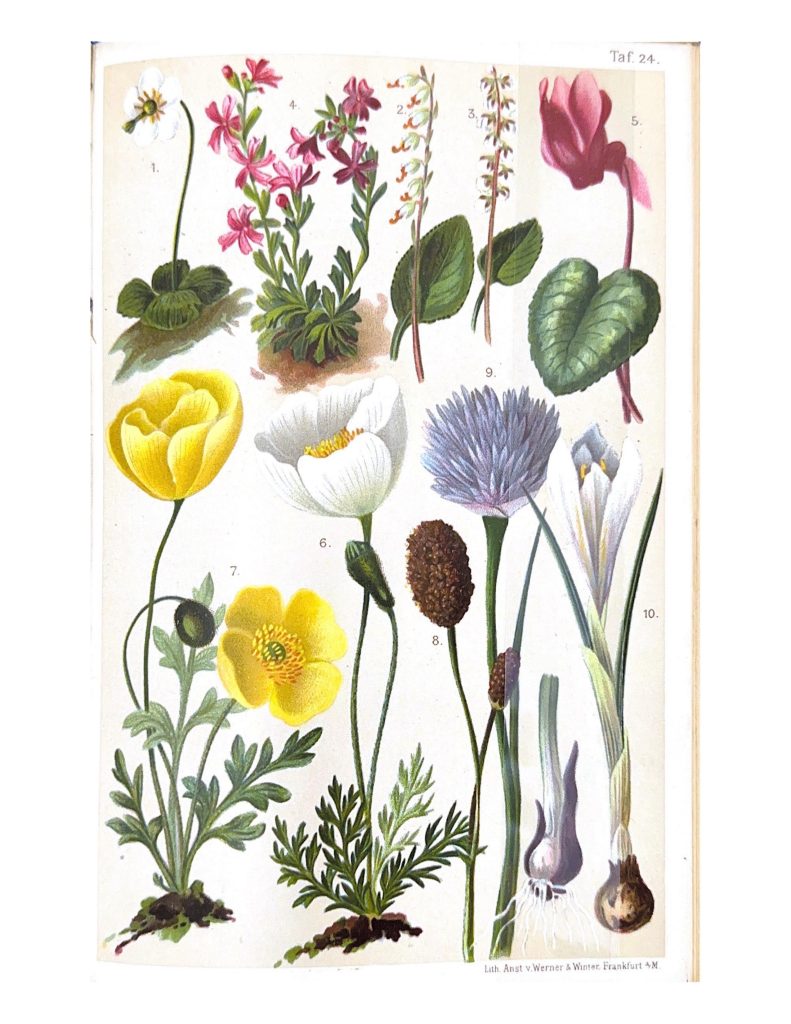 Ludwig and Carl Schröter, Coloured vade-mecum to the Alpine flora (1904) SCM 14359