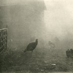 ‘A Corner of the Farmyard’, P. H. (Peter Henry) Emerson, 'Marsh Leaves', (London, 1895), pl. XIII, SCM 08575.  University of Leicester Special Collections.