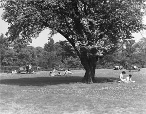 Students on front lawn of Fielding Johnson Building, 1952 Taken from: University Archives, ULA/FG/1/3/20