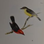The Works of John Gould
